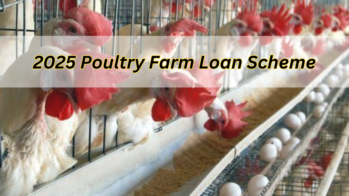 2025 Poultry Farm Loan Scheme, Check Loan Benefits Here & Eligibility Details